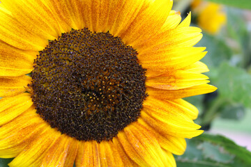 Bright and colorful background with sunflower.