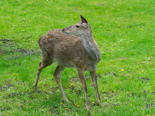 Naklejka na ściany i meble roe deer in the park, roe deer on green grass