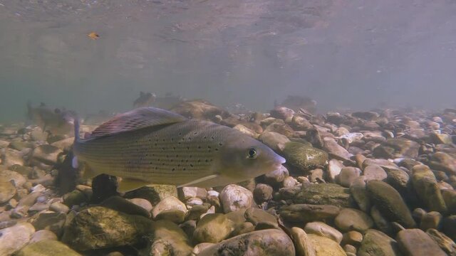 Underwater footage of Freshwater fish Grayling (Thymallus thymallus) feeding and swimming in a natural stream with Chub (Leuciscus cephalus). River habitat. Life in the river.