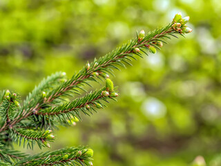 Strobiluses of the fir tree. Close-up. Blurred background.