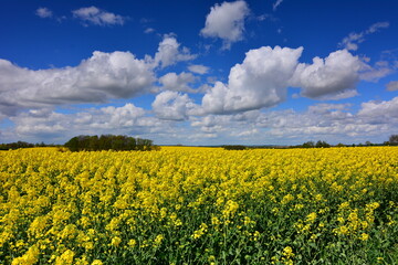 Fototapeta premium Landschaft Natur