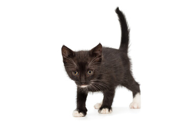 Fototapeta premium Small black kitten with white spots