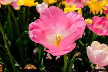 분홍튤립