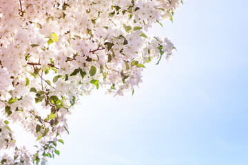 Branches of a blooming apple tree with a soft focus on a delicate light blue sky background in sunlight with a copy space. Beautiful floral image of spring nature. Spring blooming background