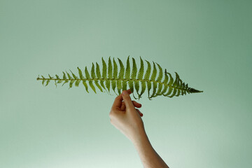 Female hand is touching fern branch. Floating fern against green wall.