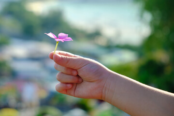 Close-up and selective focus shot: small pink flowers in the hands of a child with blurred...