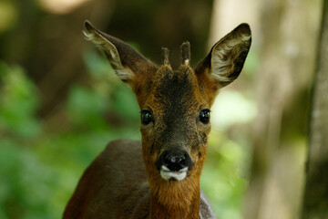 Fallow Deer fawn timidly looking straight at the camera standing alone in a forest.