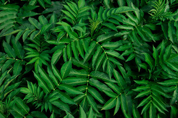 Naklejka na ściany i meble Closeup nature view of green leaf and palms background. Flat lay, dark nature concept, tropical leaf