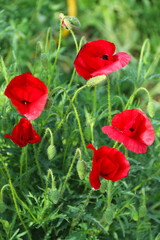 Beautiful flowers poppies flowering on a green background. Nature