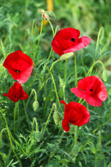 Obraz premium Beautiful flowers poppies flowering on a green background. Nature