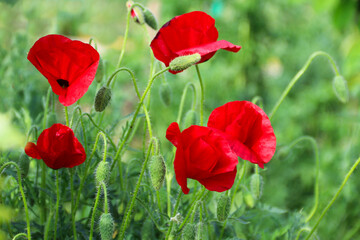 Beautiful flowers poppies flowering on a green background. Nature