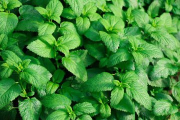 Fototapeta na wymiar Fresh green leaves of mint, lemon balm, peppermint top view. Mint leaf texture. Ecology natural layout. Mint leaves pattern spearmint herbs nature 