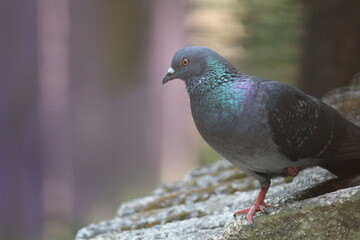 pigeon in the city