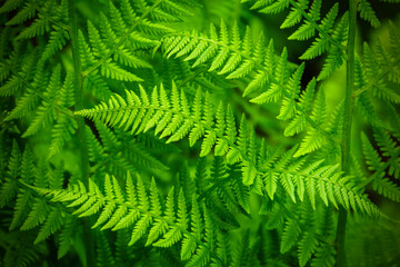 Fototapeta na wymiar fern leaf background