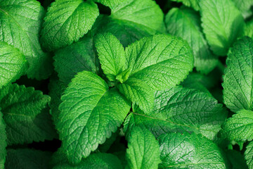 Fresh green leaves of mint, lemon balm, peppermint top view. Mint leaf texture. Ecology natural...