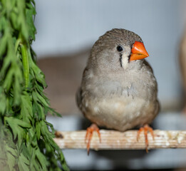 grey female zebra finch on a perch in front of some greens