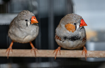 pair of curious grey zebra finches on a perch