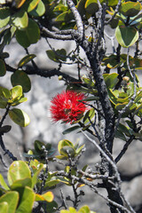 Iconic Ōhi‘a lehua blossom on a native healthy tree on volcanic cooled black lava ground in blurred background, Volcanoes National Park, Big Island, Hawaii, close up

