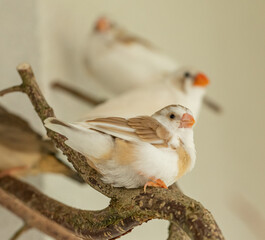 young pied female zebra finch on twig perch