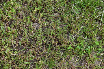 Rasenanbau