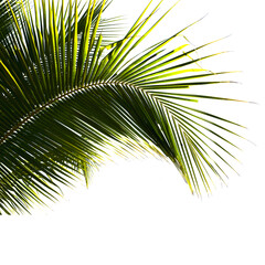 Obraz premium green palm leaf isolated on the white background.