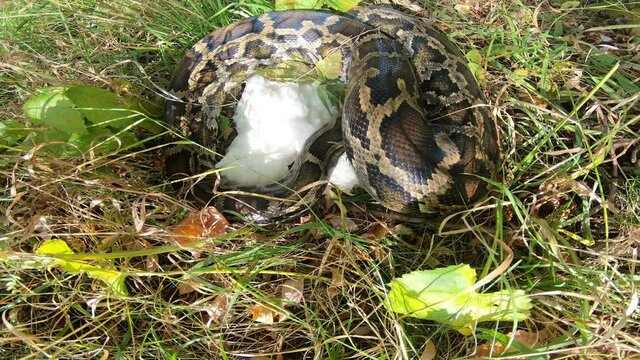 Close-up of a large spotted python snake in the grass, swallowing its prey. Boa constrictor wants to eat chicken. The largest snake in the wild.