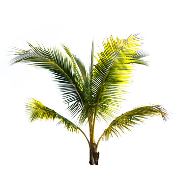 Coconut palm tree isolated on the white background.