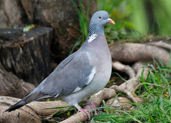 Wood Pigeon	