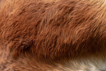 Skin dwarf horse,This background is a feather of a dwarf horse.