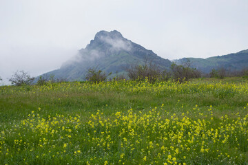Meadow with flowering rapeseed on the background of a mountain with a cloud.