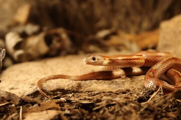 The corn snake (Pantherophis guttatus or Elaphe guttata) is lying on the stone, dry grass and dry leaves round. Up to close.