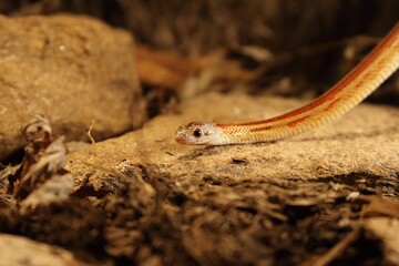 The corn snake (Pantherophis guttatus or Elaphe guttata) is lying on the stone, dry grass and dry leaves round. Up to close.