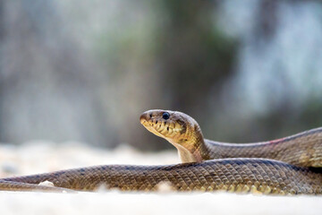 majestic ladder snake crawling in its natural habitat