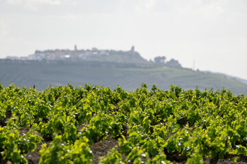 view of vineyard in cordova spain