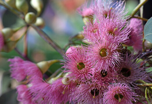 Pink blossoms of the Australian native Red Ironbark Eucalyptus sideroxylon, family Myrtaceae. Small to medium sized gum tree endemic to eastern Australia. Hardwood used for timber