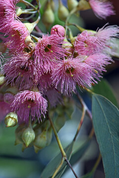 Pink blossoms of the Australian native Red Ironbark Eucalyptus sideroxylon, family Myrtaceae. Small to medium sized gum tree endemic to eastern Australia. Hardwood used for timber