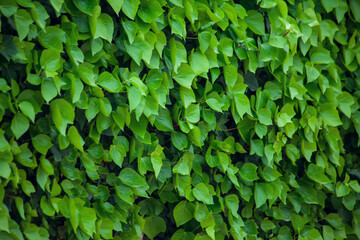 Fototapeta na wymiar Green leaves background, natural texture