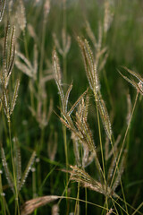 Fototapeta premium beautiful wild flowers closeup