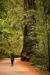 Obraz premium walk in the woods