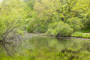 Light green trees in the spring reflecting in a small, still pond.