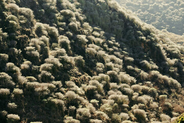 Bushes on top of the hill in a Hawaii island