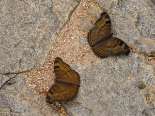 butterflies on rock