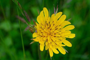 Beautiful yellow flower, Tragopogon pratensis (meadow salsify)
