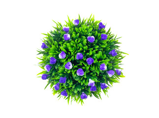 Green trees It has small pointed leaves with purple flowers taken from a corner on a white background. Copy space concept. Plants on the desk.