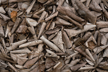 Brown dry leaf closeup nature background 