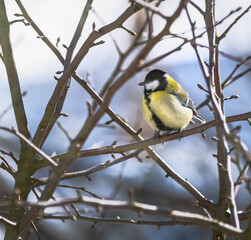 Great tit bird sitting in tree