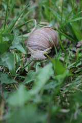 Garden snail among the grass / on the ground. Eats, walks, looks