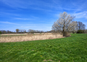 Spring landscape with a flowering tree