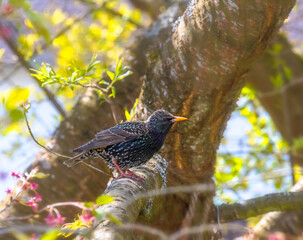 Closeup of a black starling bird
