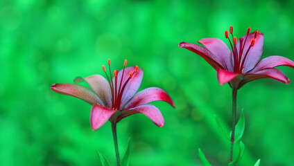 Two dark red lilies on a green background with dew drops.